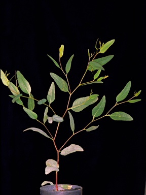 APII jpeg image of Eucalyptus pluricaulis subsp. porphyrea  © contact APII