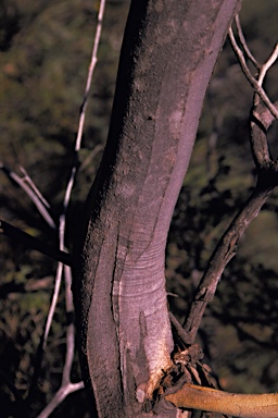 APII jpeg image of Eucalyptus preissiana subsp. preissiana  © contact APII