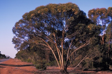 APII jpeg image of Eucalyptus protensa  © contact APII