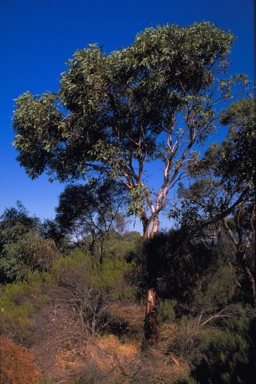 APII jpeg image of Eucalyptus pruiniramis  © contact APII