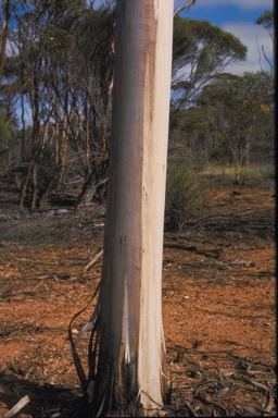 APII jpeg image of Eucalyptus pterocarpa  © contact APII