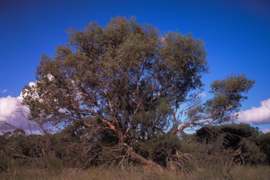 APII jpeg image of Eucalyptus pyriformis  © contact APII