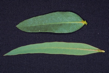 APII jpeg image of Eucalyptus rigidula  © contact APII