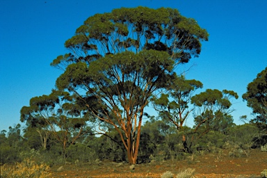 APII jpeg image of Eucalyptus salubris  © contact APII