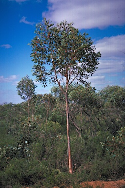 APII jpeg image of Eucalyptus stoatei  © contact APII