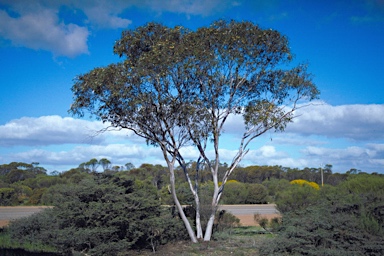 APII jpeg image of Eucalyptus stowardii  © contact APII