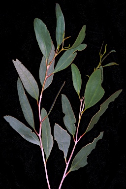 APII jpeg image of Eucalyptus tephroclada  © contact APII