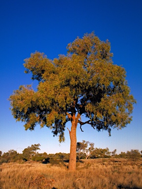 APII jpeg image of Corymbia terminalis  © contact APII