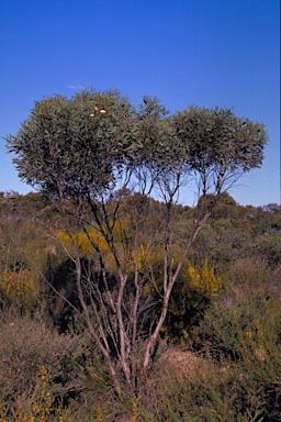 APII jpeg image of Eucalyptus varia subsp. salsuginosa  © contact APII