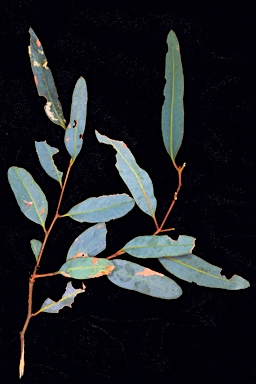 APII jpeg image of Eucalyptus varia subsp. salsuginosa  © contact APII