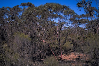 APII jpeg image of Eucalyptus vegrandis subsp. vegrandis  © contact APII