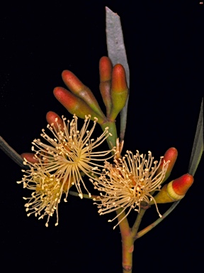 APII jpeg image of Eucalyptus vegrandis subsp. vegrandis  © contact APII