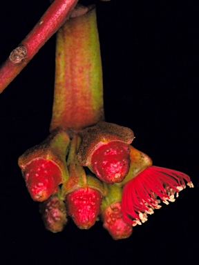 APII jpeg image of Eucalyptus vesiculosa  © contact APII