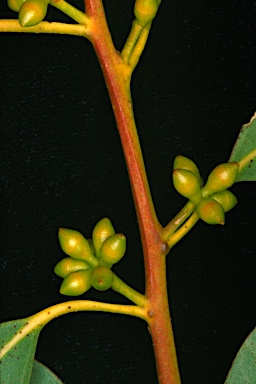 APII jpeg image of Eucalyptus viminalis subsp. cygnetensis  © contact APII