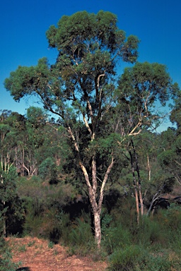 APII jpeg image of Eucalyptus wandoo subsp. wandoo  © contact APII