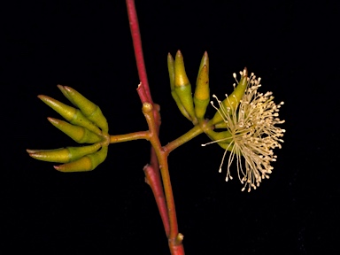 APII jpeg image of Eucalyptus wandoo subsp. wandoo  © contact APII