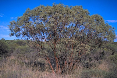 APII jpeg image of Eucalyptus websteriana  © contact APII