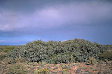 APII jpeg image of Eucalyptus yalatensis  © contact APII