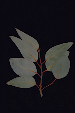 APII jpeg image of Eucalyptus youngiana  © contact APII