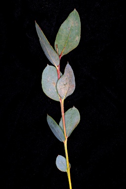 APII jpeg image of Eucalyptus socialis subsp. victoriensis  © contact APII