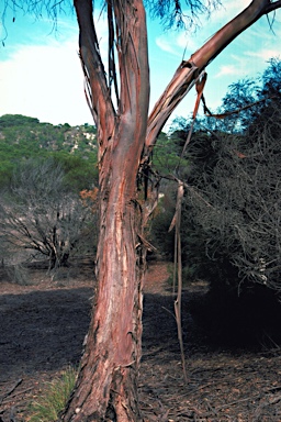 APII jpeg image of Eucalyptus albopurpurea  © contact APII