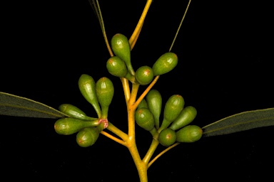 APII jpeg image of Eucalyptus zopherophloia  © contact APII