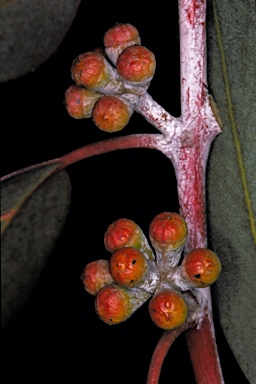 APII jpeg image of Eucalyptus georgei subsp. fulgida  © contact APII