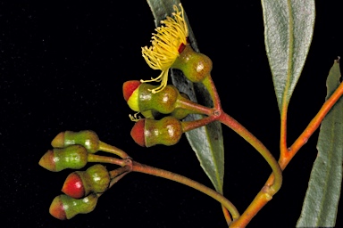 APII jpeg image of Eucalyptus cerasiformis  © contact APII