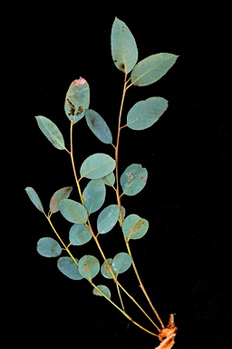 APII jpeg image of Eucalyptus aspersa  © contact APII