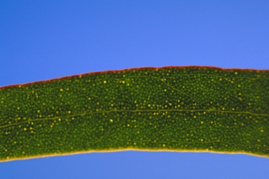 APII jpeg image of Eucalyptus prolixa  © contact APII