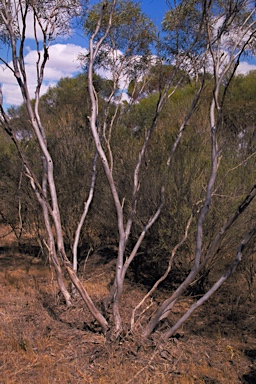 APII jpeg image of Eucalyptus vegrandis  © contact APII