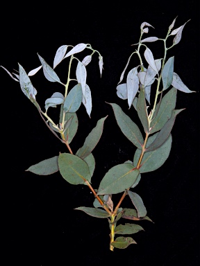 APII jpeg image of Eucalyptus luculenta  © contact APII