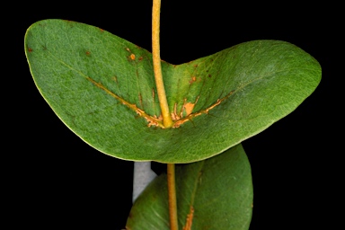 APII jpeg image of Eucalyptus gamophylla  © contact APII