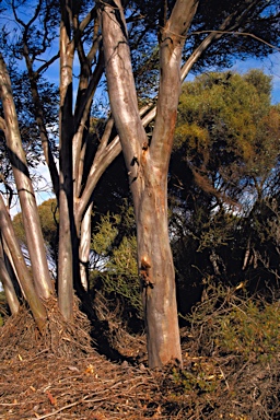 APII jpeg image of Eucalyptus goniocarpa  © contact APII