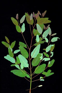 APII jpeg image of Eucalyptus botryoides  © contact APII