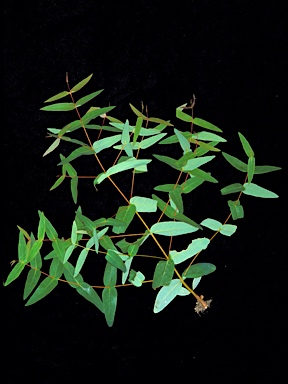 APII jpeg image of Eucalyptus radiata subsp. radiata  © contact APII