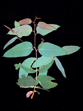 APII jpeg image of Eucalyptus sieberi  © contact APII