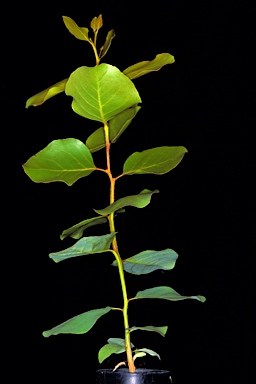 APII jpeg image of Eucalyptus amplifolia subsp. sessiliflora  © contact APII