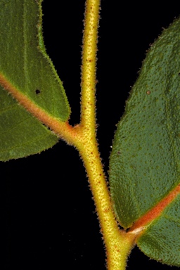 APII jpeg image of Eucalyptus baxteri  © contact APII