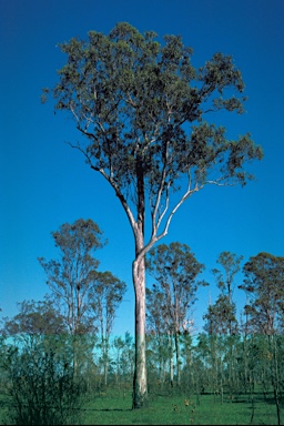 APII jpeg image of Eucalyptus tereticornis subsp. tereticornis  © contact APII