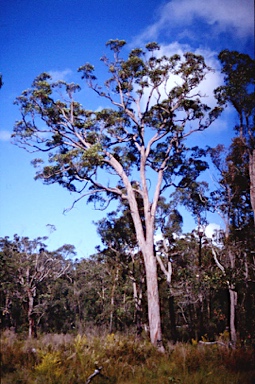 APII jpeg image of Eucalyptus virginea  © contact APII