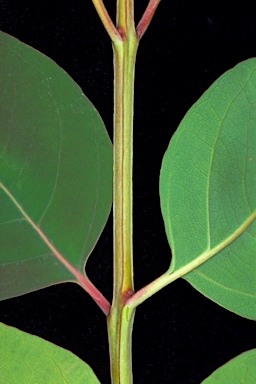 APII jpeg image of Eucalyptus alba var. australasica  © contact APII