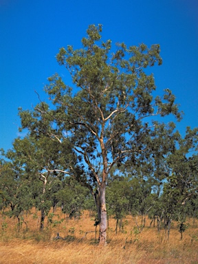 APII jpeg image of Corymbia dichromophloia  © contact APII