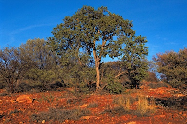 APII jpeg image of Corymbia deserticola subsp. deserticola  © contact APII