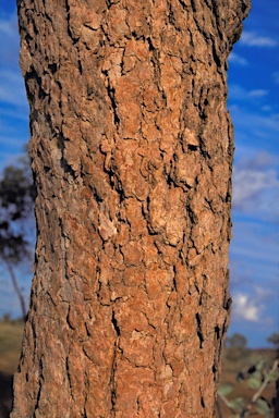 APII jpeg image of Corymbia hamersleyana  © contact APII