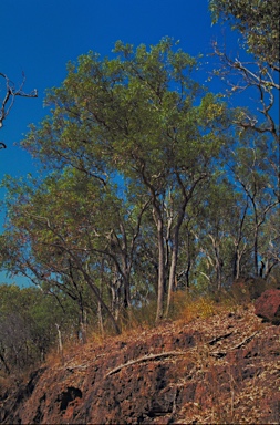 APII jpeg image of Corymbia jacobsiana  © contact APII