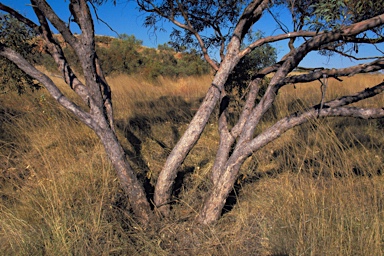 APII jpeg image of Eucalyptus normantonensis  © contact APII