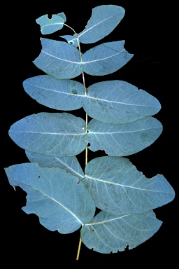 APII jpeg image of Eucalyptus pruinosa  © contact APII