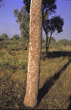 APII jpeg image of Corymbia dichromophloia  © contact APII