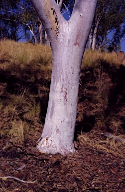 APII jpeg image of Eucalyptus zygophylla  © contact APII